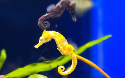 Aquarium de Biarritz