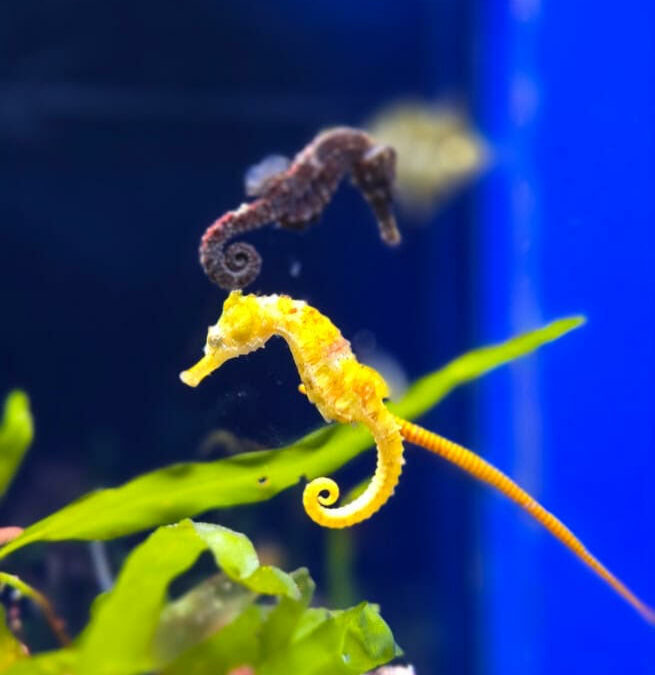 Aquarium de Biarritz
