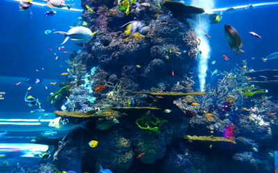 Sortie vendredi 16 Mai 2025 – AQUARIUM DE BIARRITZ