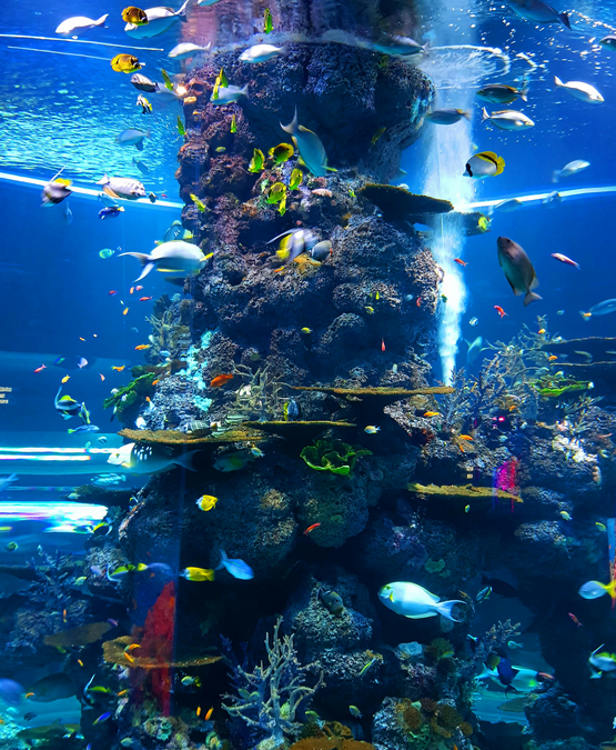Sortie vendredi 16 Mai 2025 – AQUARIUM DE BIARRITZ